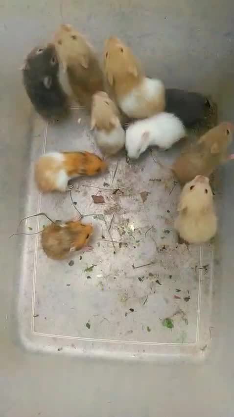 Dwarf Hamster Babies | Adults, farm video