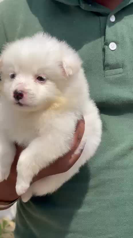 Culture Pom Puppy | White Color, farm video