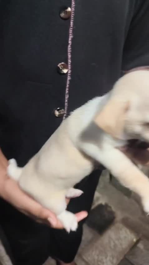 Chihuahua Puppy, farm video
