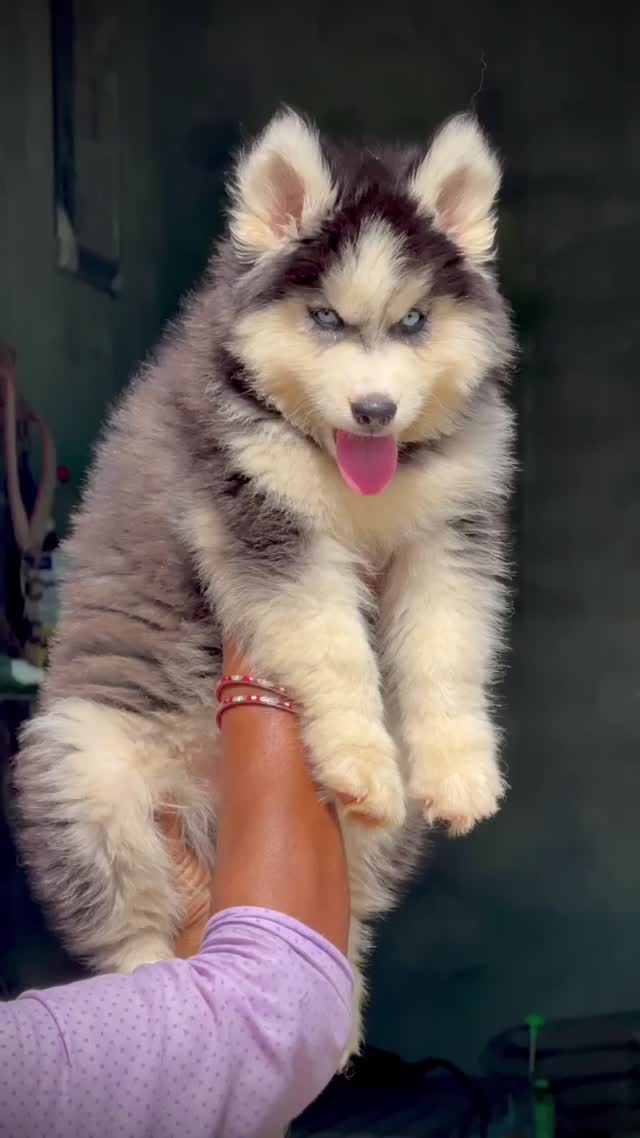 Siberian Husky Puppy | Copper & White Color, farm video