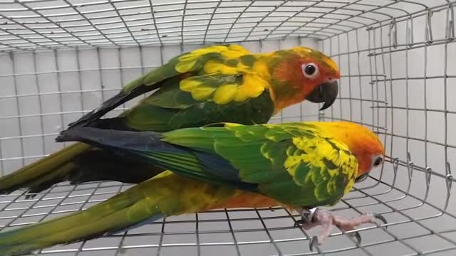 Sun Conure, farm video
