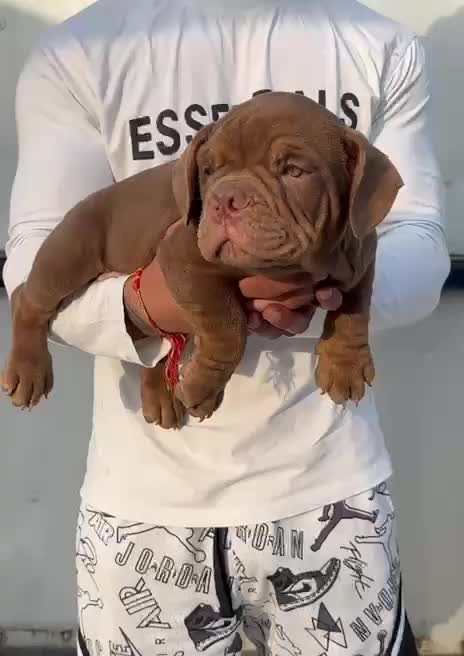 American Bully Pocket Size Puppy, farm video