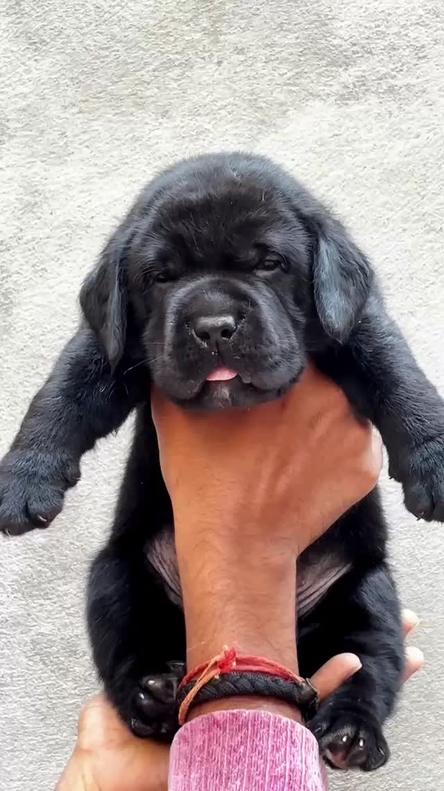Beagle Black & Tan Puppy, farm video