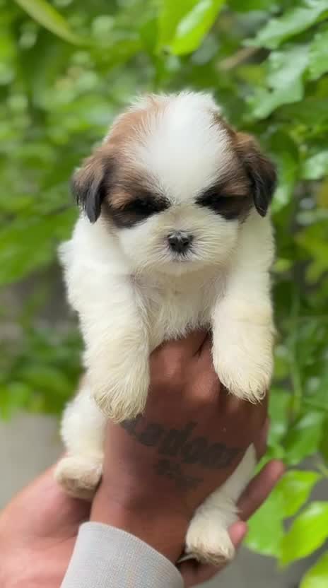 Shih Tzu | Black Color, farm video