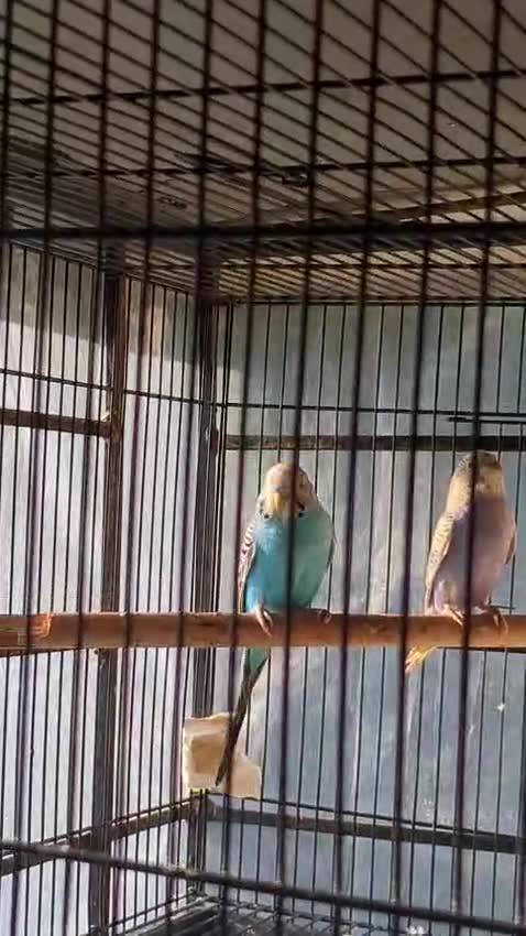 Budgies, farm video