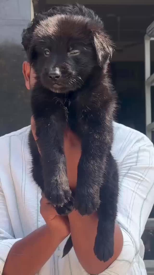 German Shepherd Puppy | Z Black, farm video