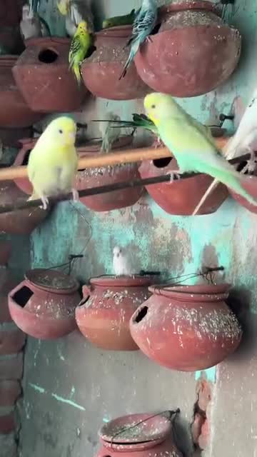African Love Birds | Yellow & Orange, farm video