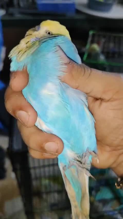 Exhibition Budgies, farm video