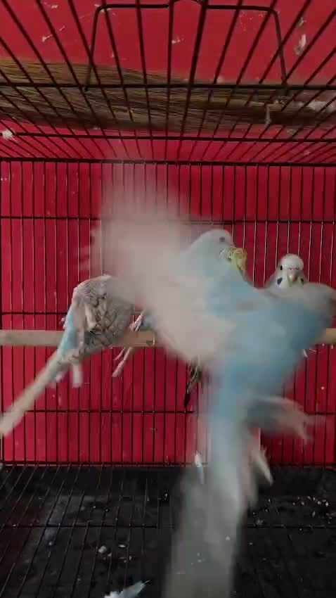 Budgies, farm video