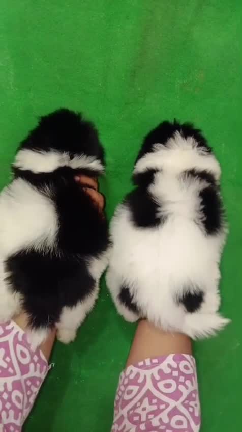 Shih Tzu | Tri Color Puppy, farm video
