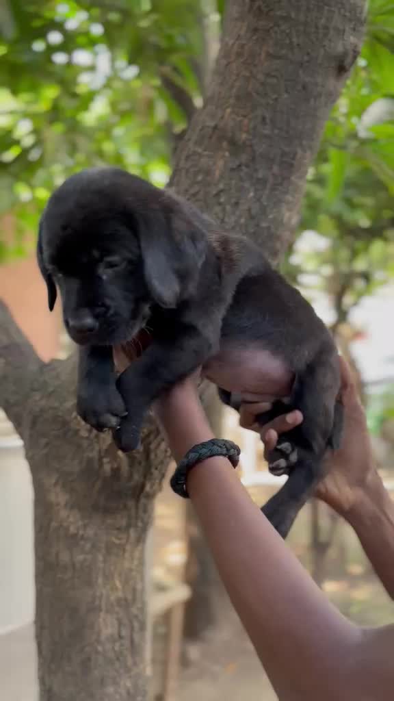 Beagle Black & Tan Puppy, farm video