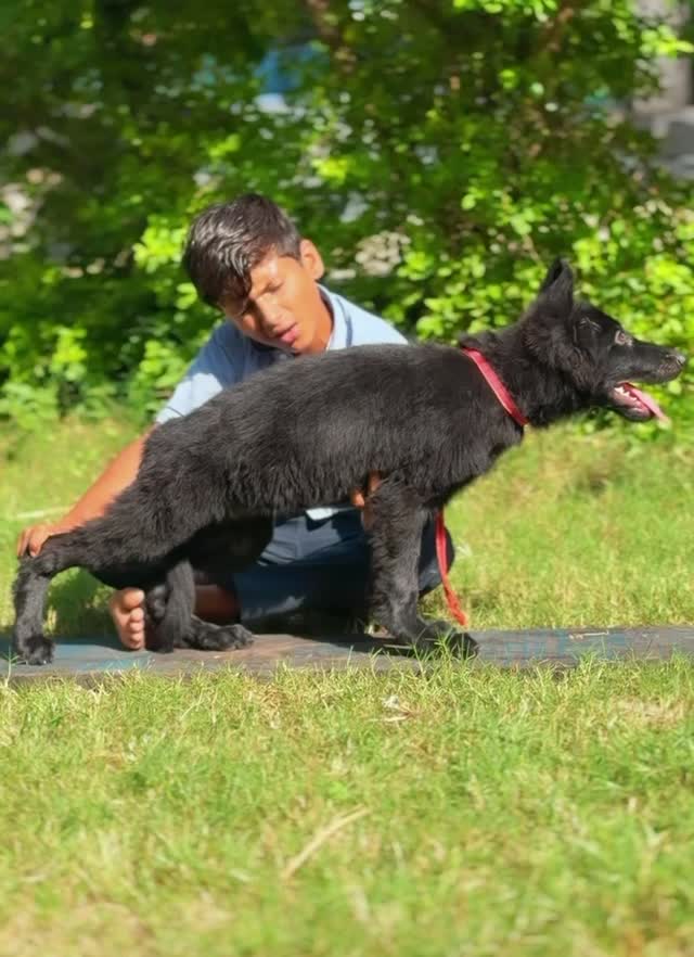 German Shepherd Puppy | Z Black, farm video