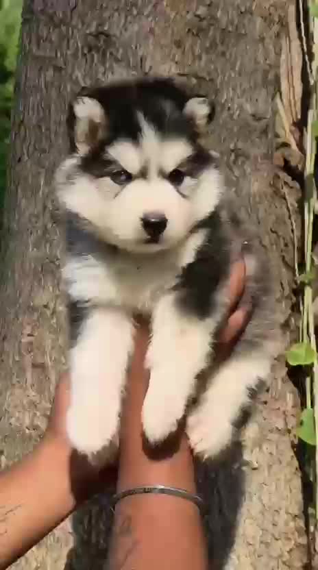Siberian Husky Puppy | White Color, farm video