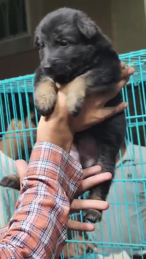 German Shepherd Puppy | Pure White, farm video