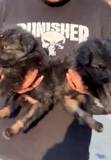 German Shepherd Puppy | Pure White, farm video