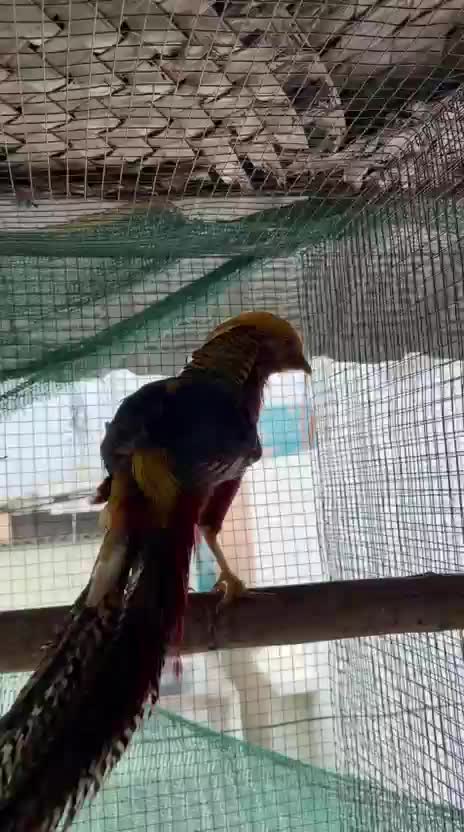 Golden Pheasant, farm video