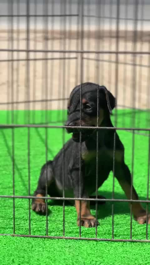 Doberman Pinscher Puppy, farm video