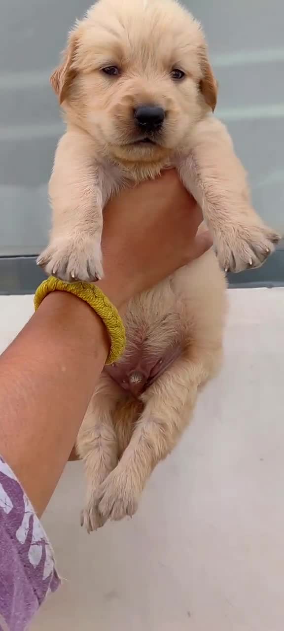 Golden Retriever, farm video