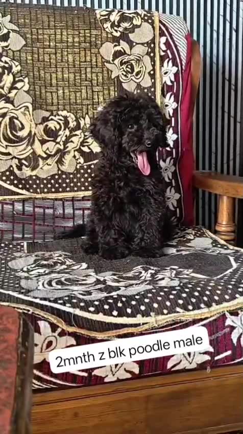 Standard Poodle Puppy, farm video