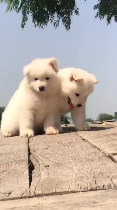 Samoyed Puppy | White, farm video