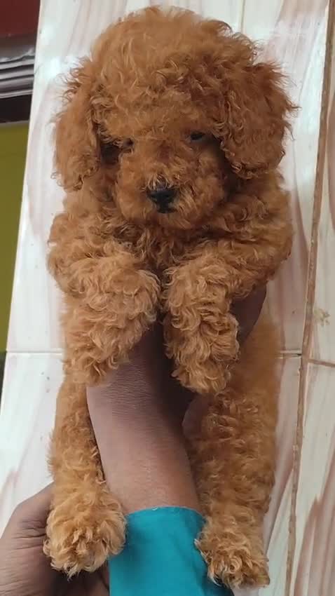 Standard Poodle Puppy, farm video