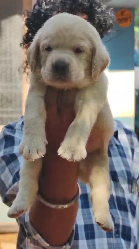Beagle Black & Tan Puppy, farm video