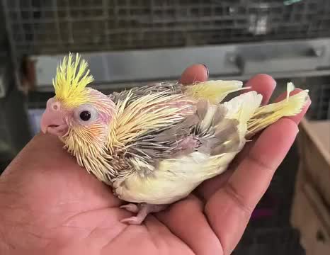 Cockatiel, farm video