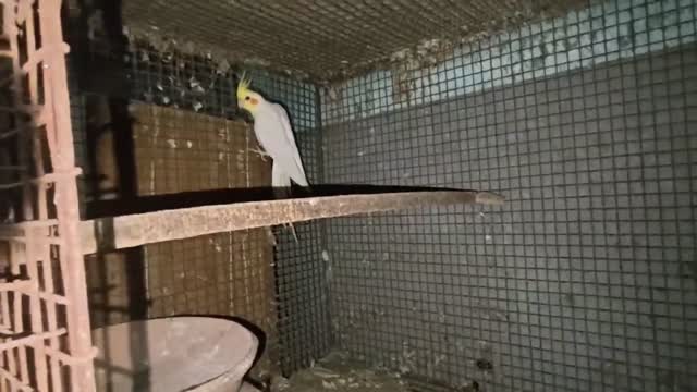 Cockatiel | Albino, farm video