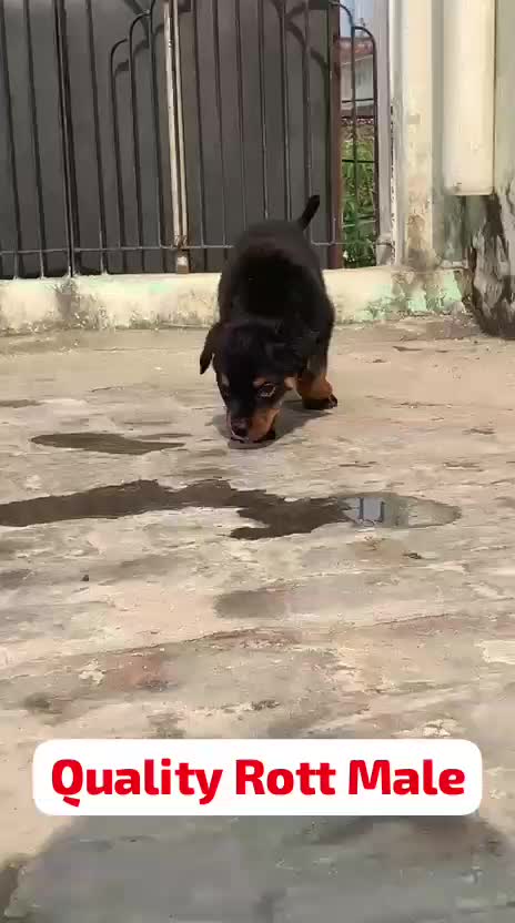Rottweiler Puppy, farm video