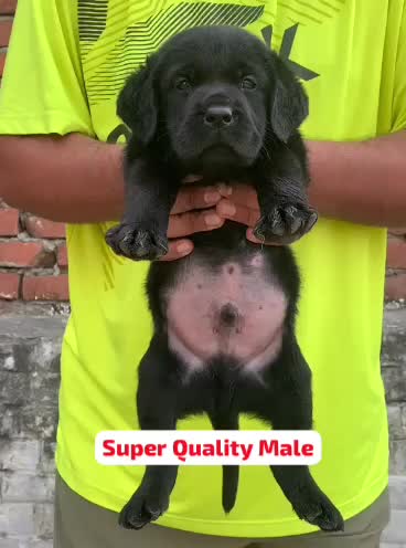 Beagle Black & Tan Puppy, farm video