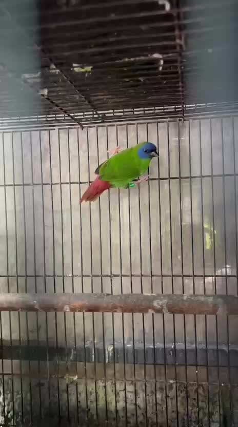 African Grey Parrot, farm video