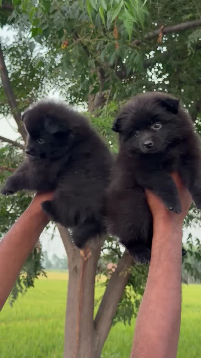 Pomeranian Puppy | Black Color, farm video