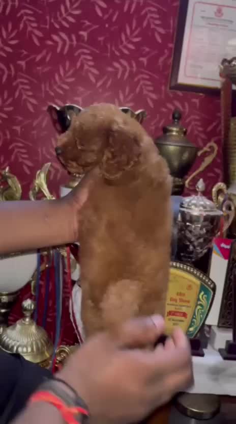 Standard Poodle Puppy, farm video