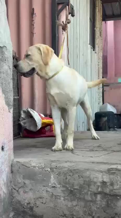 Beagle Black & Tan Puppy, farm video