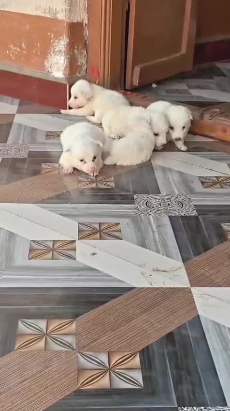 Pomeranian Puppy | Black Color, farm video