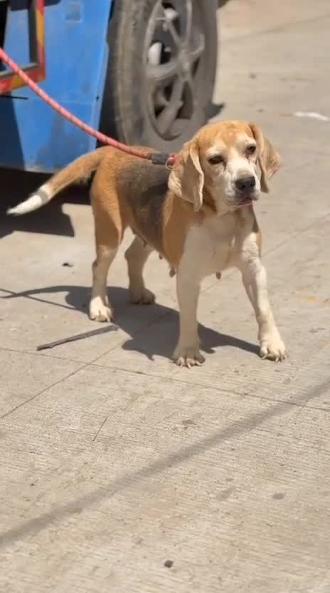 Beagle Black & Tan at an affiliated farm in Hyderabad, Telangana