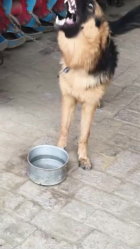 German Shepherd Puppy, farm video