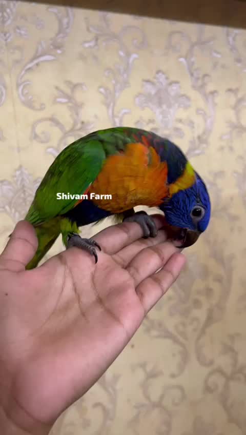 Red Collared Lorikeet, farm video