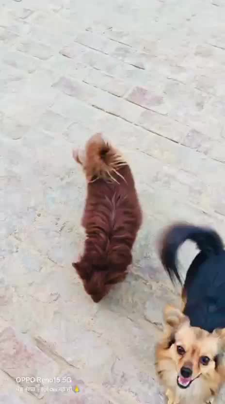 Pomeranian Puppy | Black Color, farm video