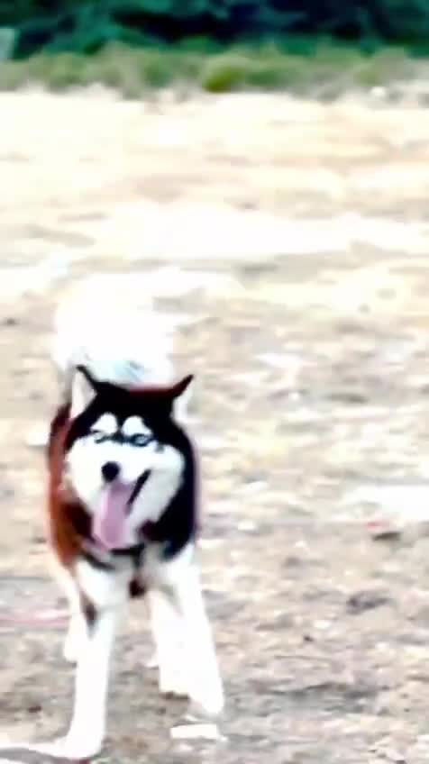 Siberian Husky Puppy | Black & White Color, farm video
