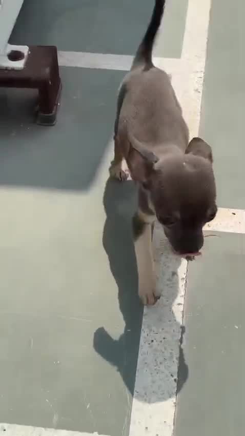 Chihuahua Puppy, farm video