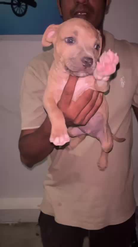 American Bully Standard Size Puppy, farm video