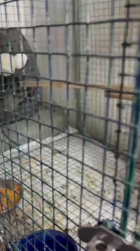 Cockatiel | Albino, farm video