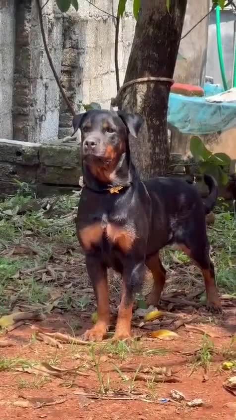 Rottweiler Puppy, farm video