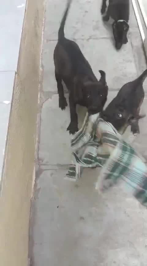Belgian Malinois Puppy, farm video