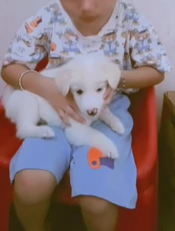 Pomeranian Puppy | Black Color, farm video