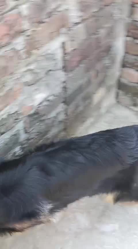 German Shepherd Puppy | Z Black, farm video