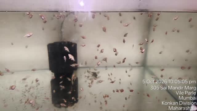 Oscar, farm video