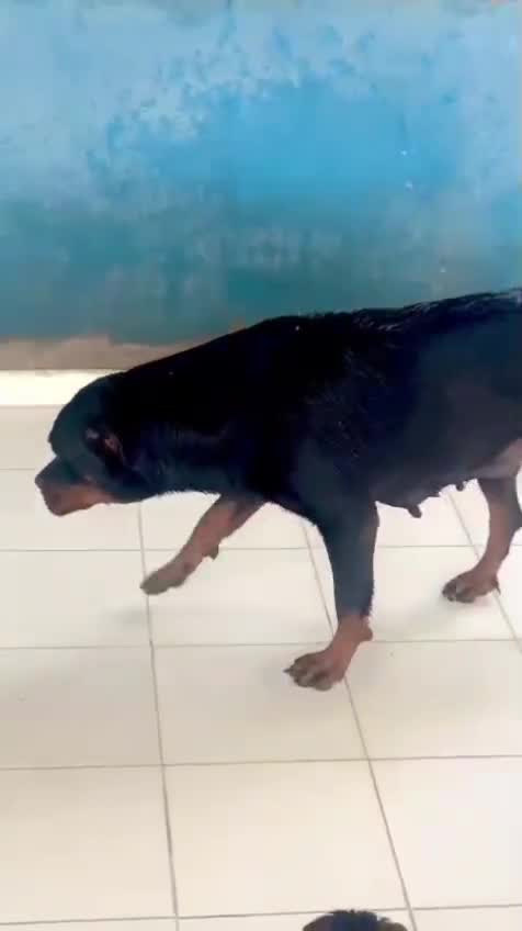 Rottweiler Puppy, farm video