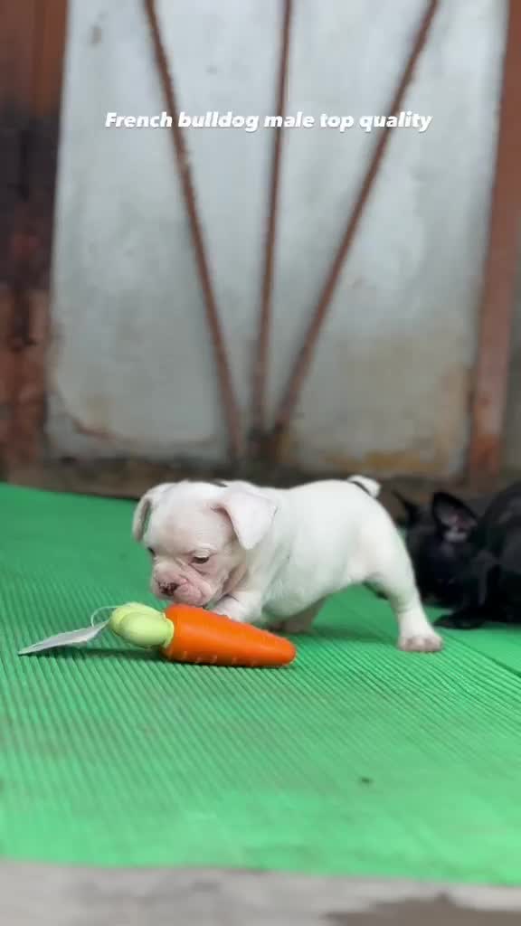 French Bulldog Puppy | White, farm video